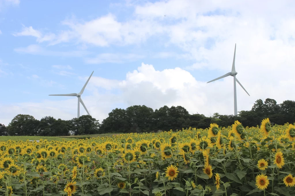 Sunflower Yellow Green Blue gray White