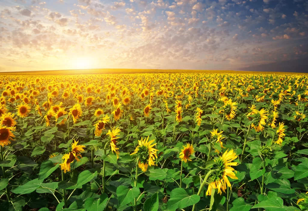 Sunflower Yellow Green Blue warm White