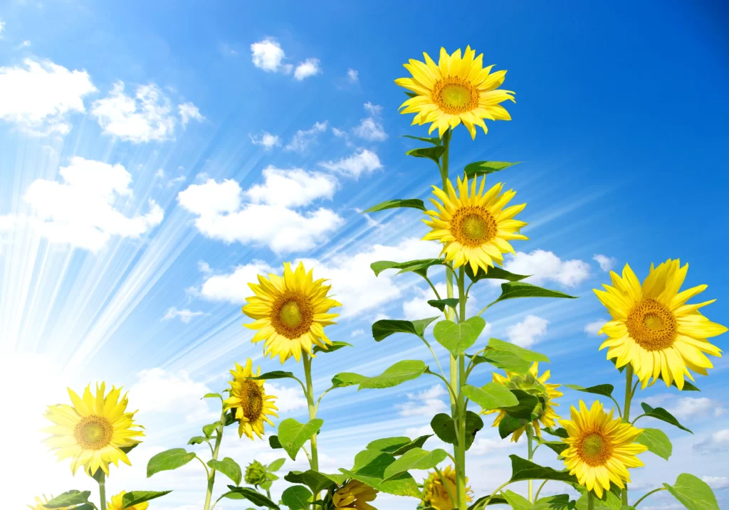 Sunflower Yellow Green Blue cool White
