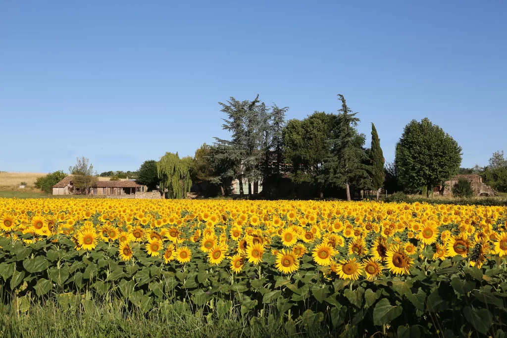 Sunflower Yellow Green Blue Sky Field