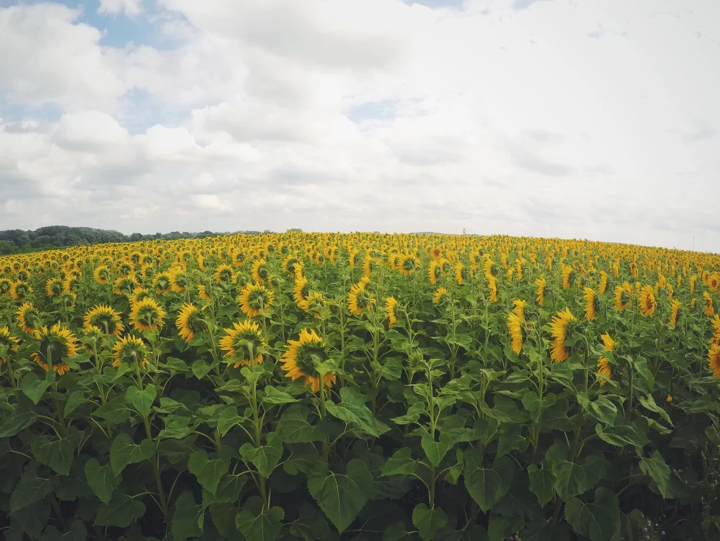 Sunflower Yellow Green Blue gray White