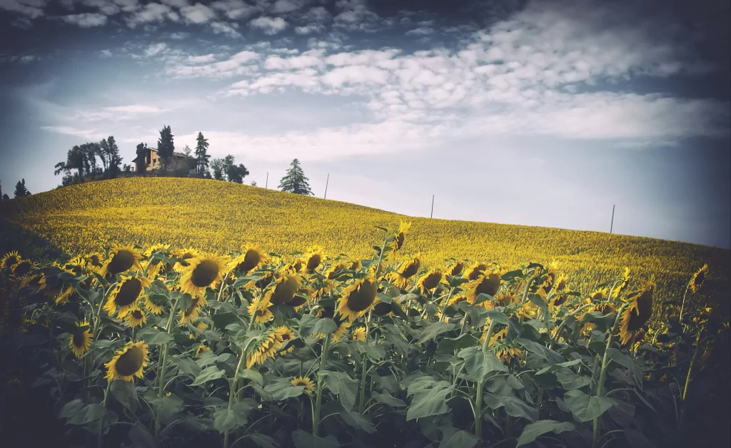 Sunflower Yellow Green Blue gray White