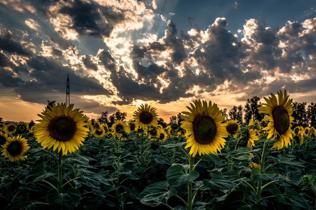 Sunflower Yellow Green Blue gray Orange