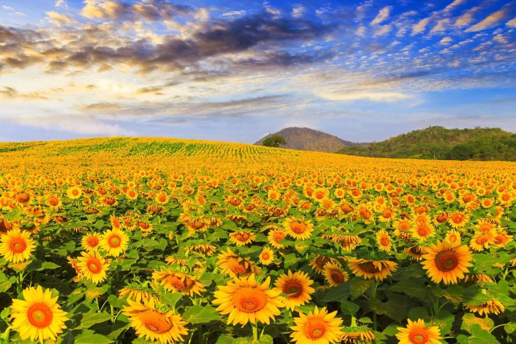 Sunflower Yellow Green Blue warm White