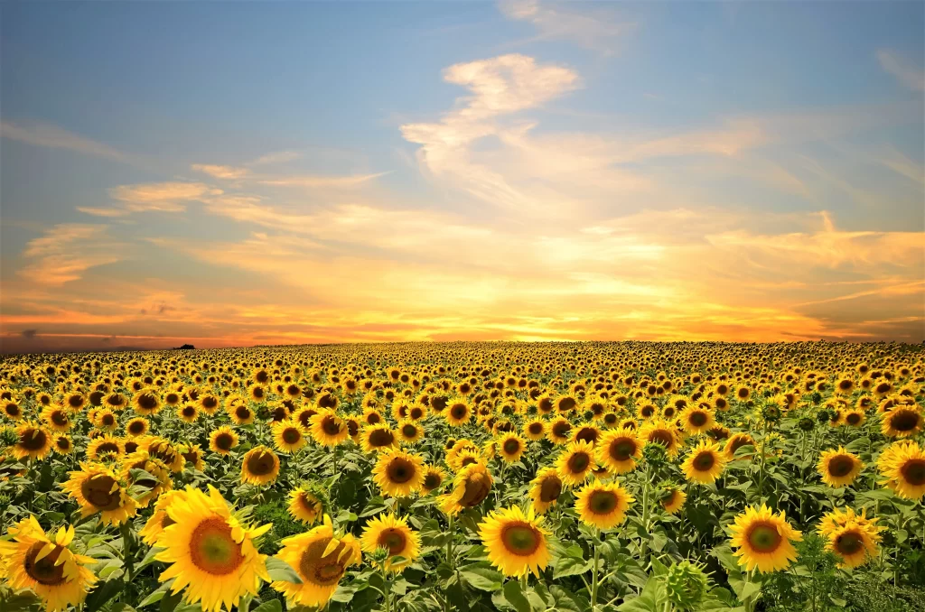 Sunflower Yellow Green Blue warm Orange