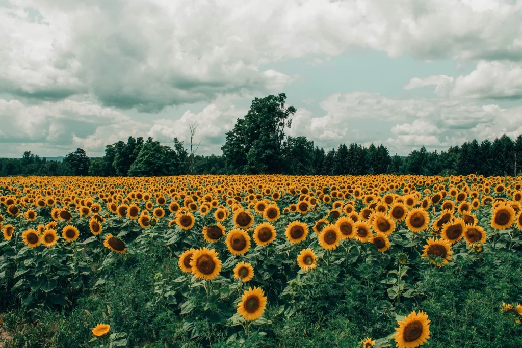 Sunflower Yellow Green Blue gray White