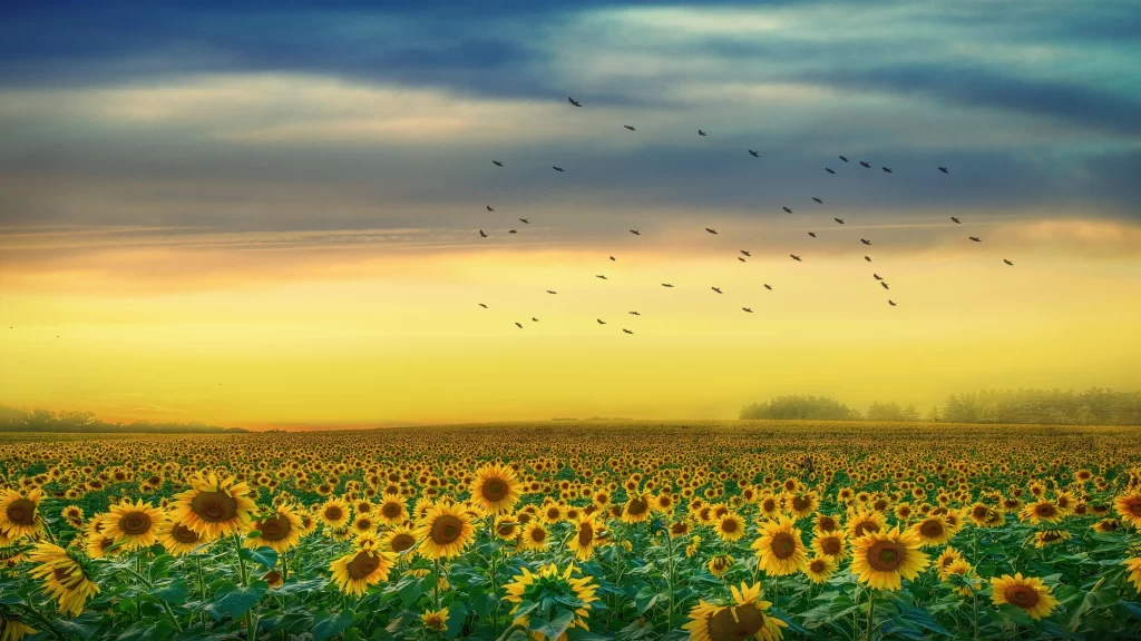Sunflower Yellow Green Blue warm Orange