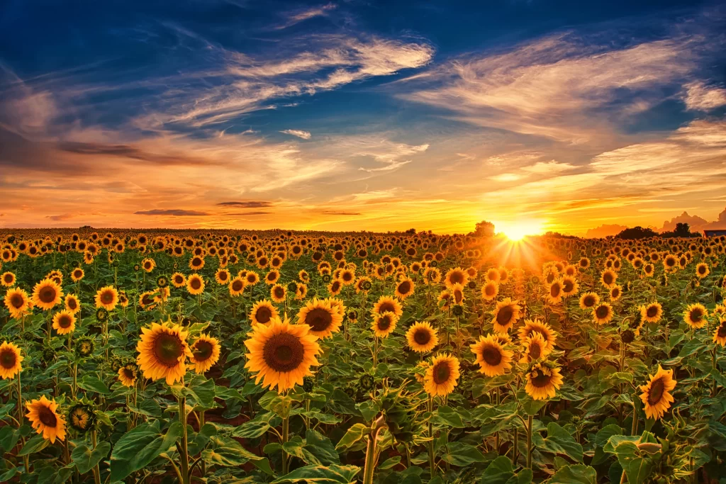 Sunflower Yellow Green Blue warm Orange