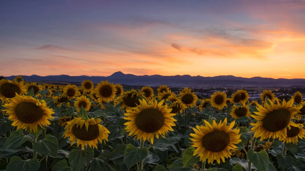 Sunflower Yellow Green Blue gray Orange