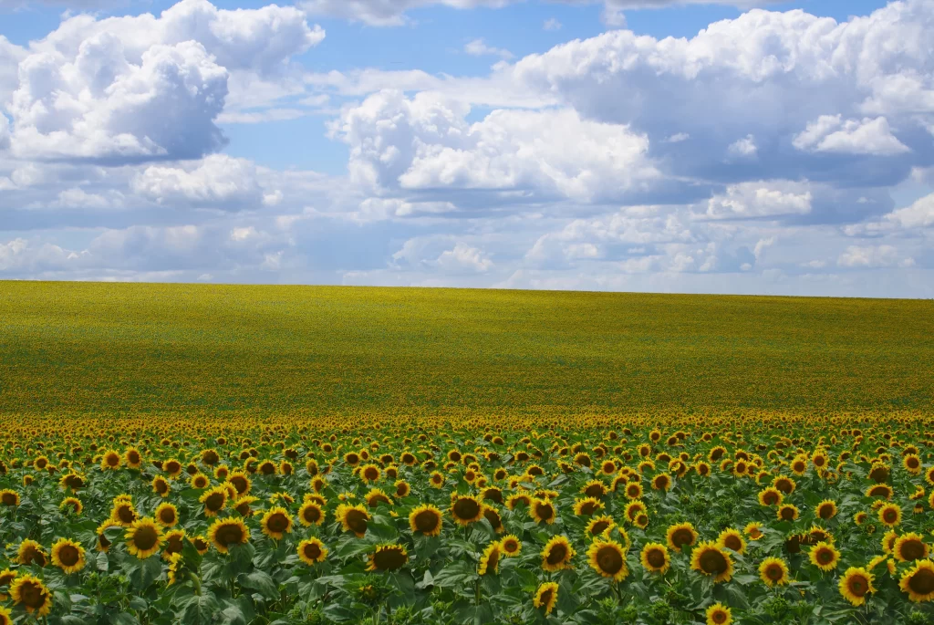 Sunflower Yellow Green Blue gray White