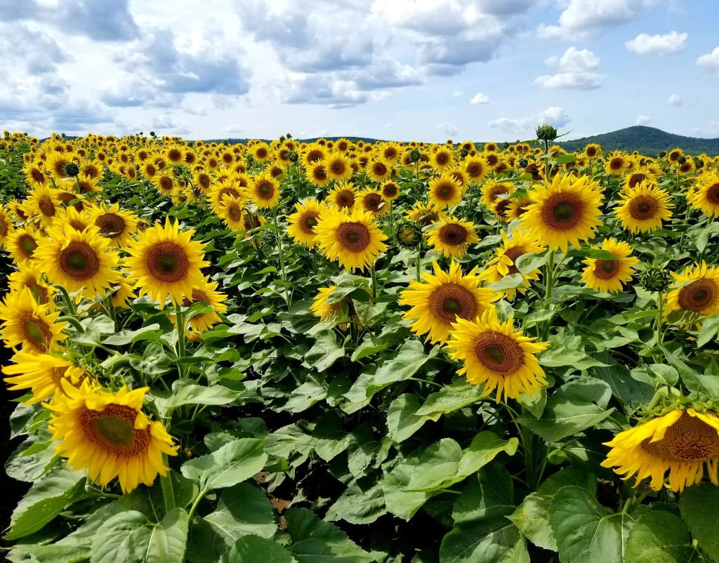 Sunflower Yellow Green Blue warm White