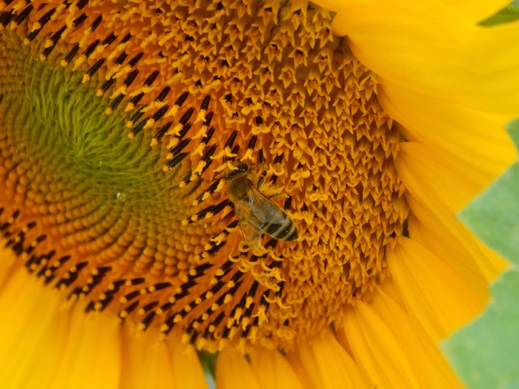Sunflower Yellow Green Black