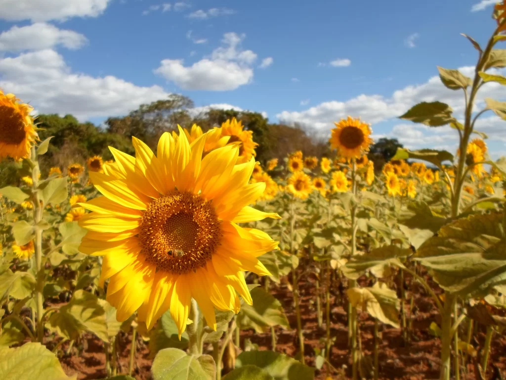 Sunflower Yellow Green Blue warm White