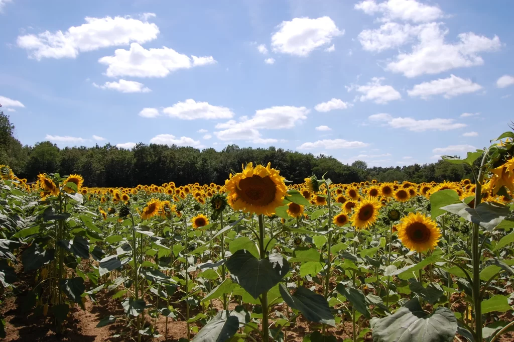 Sunflower Yellow Green Blue gray White