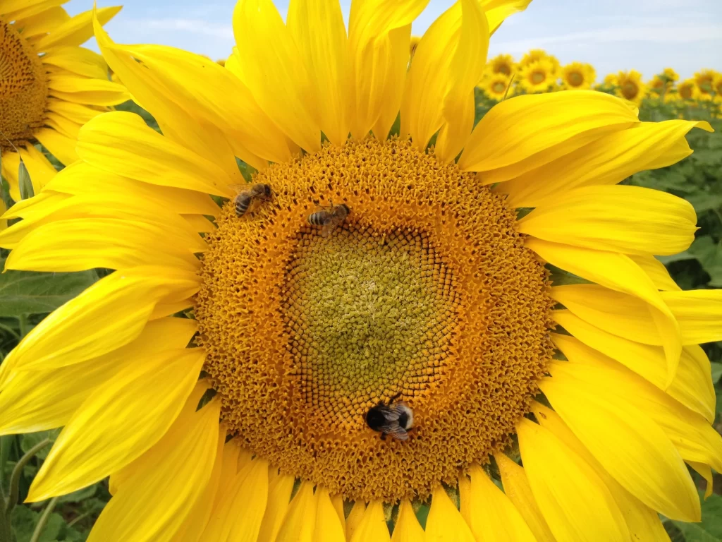 Sunflower Yellow Green Blue