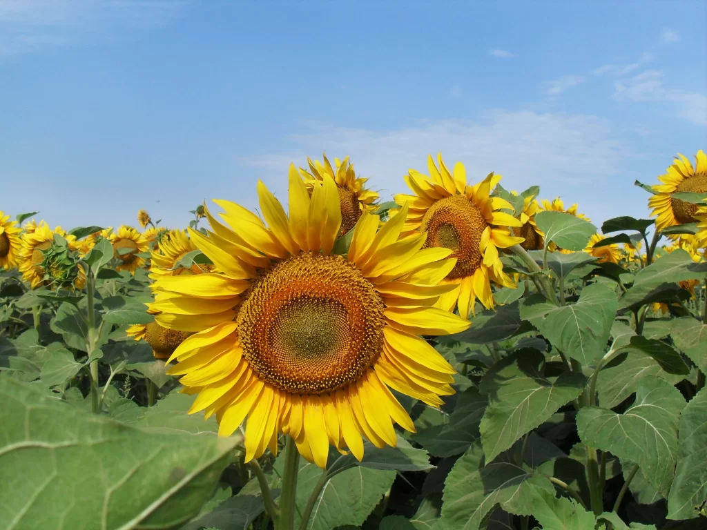 Sunflower Yellow Green Blue