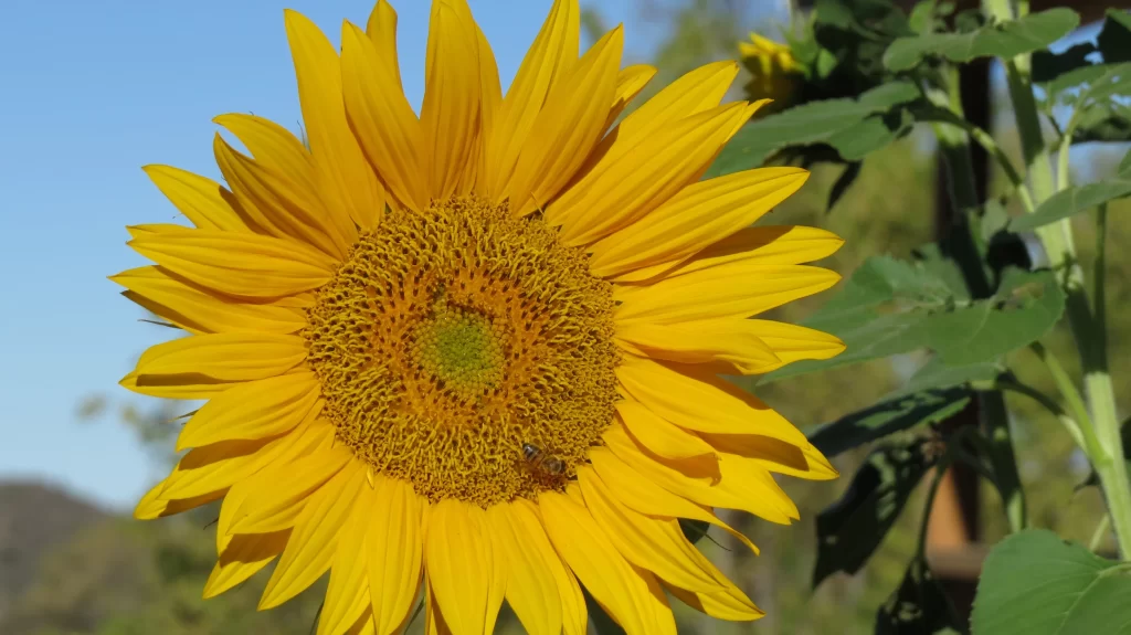 Sunflower Yellow Green Blue