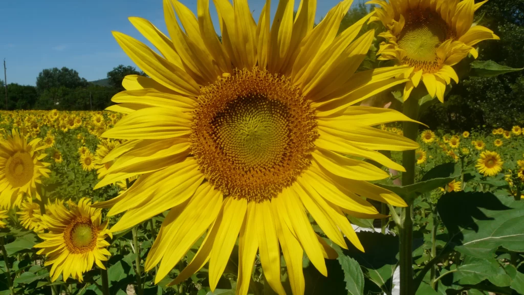 Sunflower Yellow Green Blue