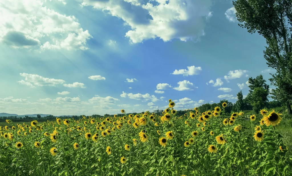 Sunflower Yellow Green Blue White