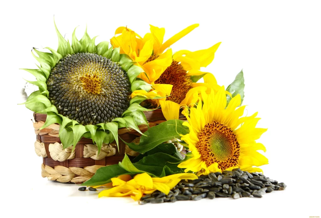Sunflower Yellow Green Brown White