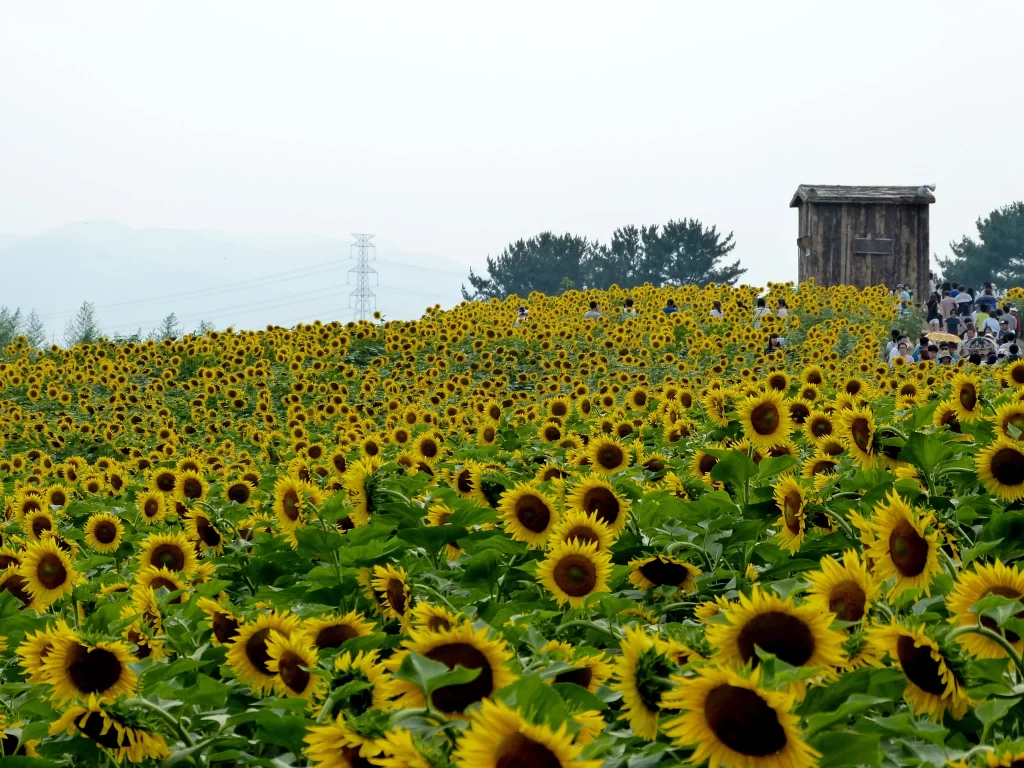 Sunflower Yellow Green Brown Blue