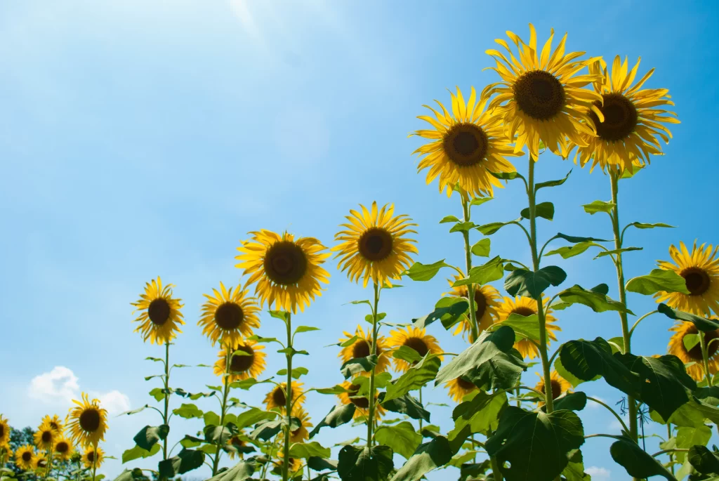 Sunflower Yellow Green cool Blue