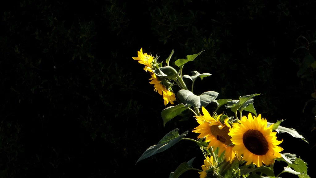 Sunflower Yellow Green Dark Background