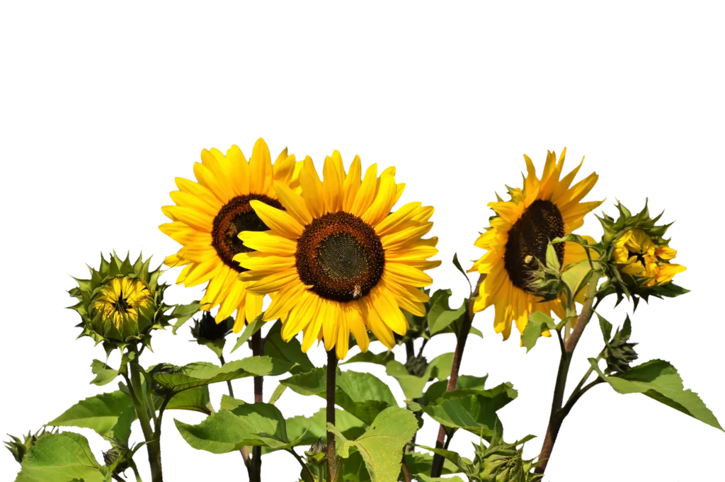 Sunflower Yellow Green dark Brown