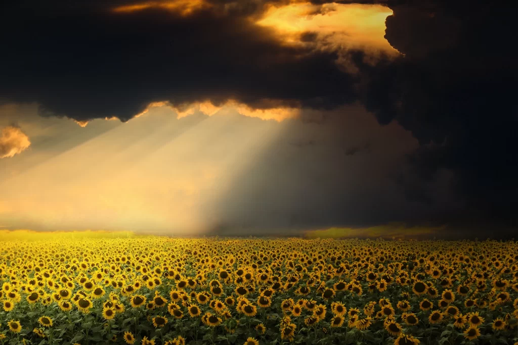 Sunflower Yellow Green Dark Clouds Sun Rays