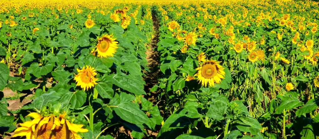 Sunflower Yellow Green Field warm Bright