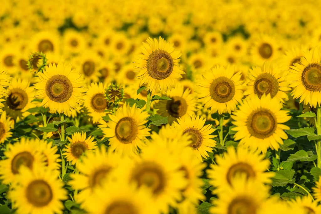 Sunflower Yellow Green Field