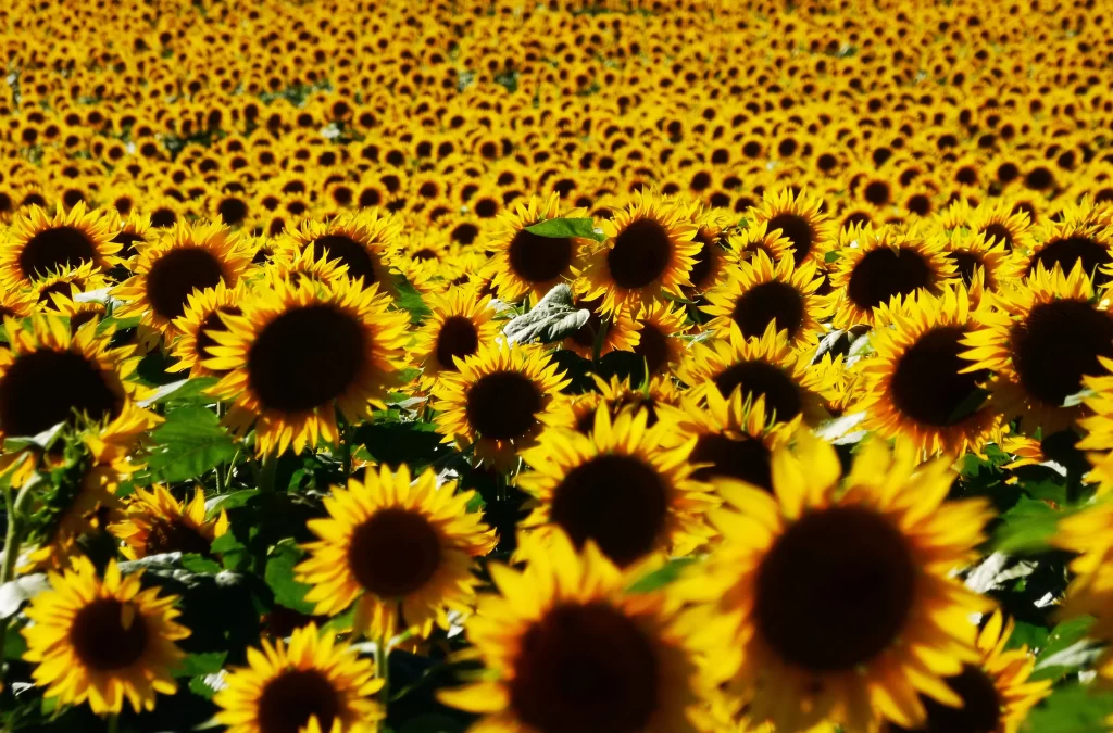 Sunflower Yellow Green Field warm Bright