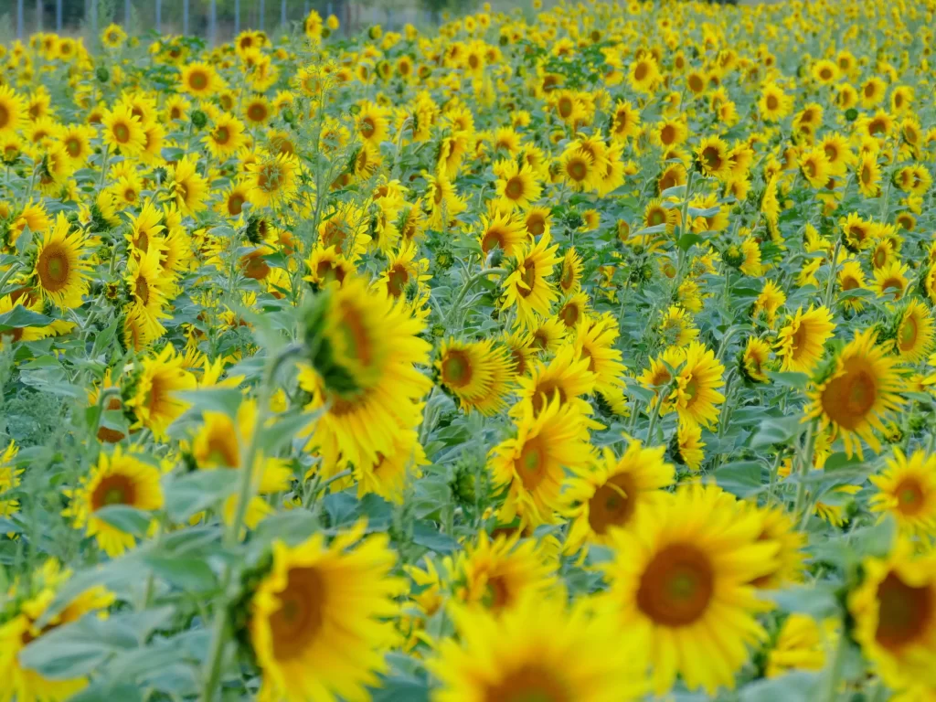 Sunflower Yellow Green Field