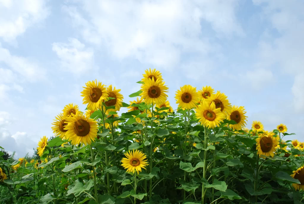 Sunflower Yellow Green gray Blue