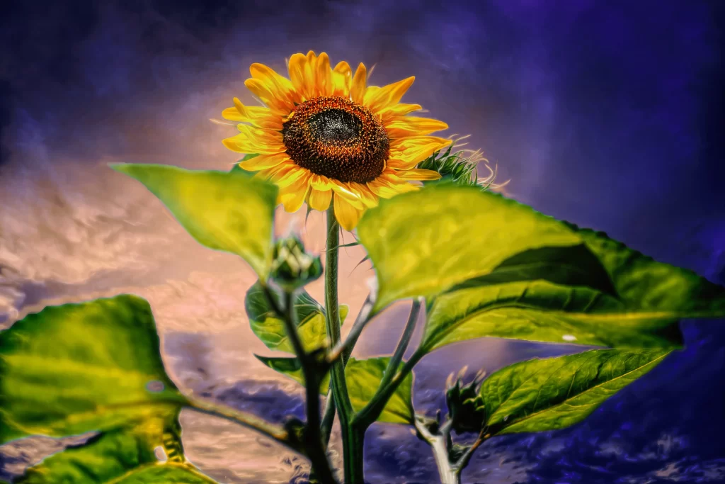 Sunflower Yellow Green gray Blue