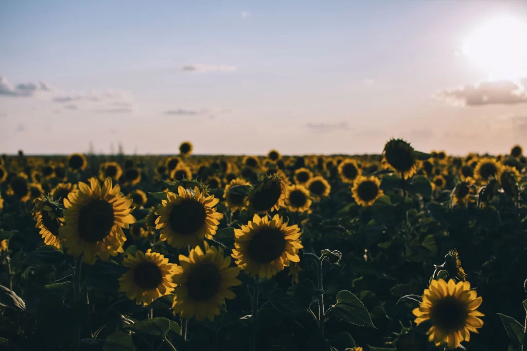 Sunflower Yellow Green gray Blue