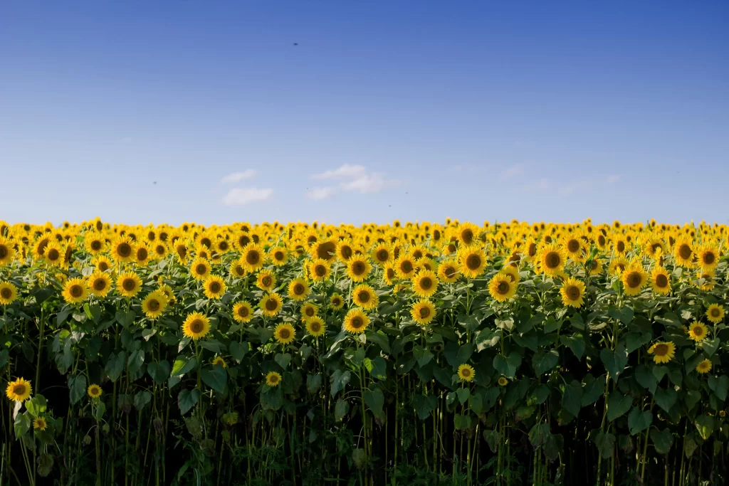 Sunflower Yellow Green gray Blue
