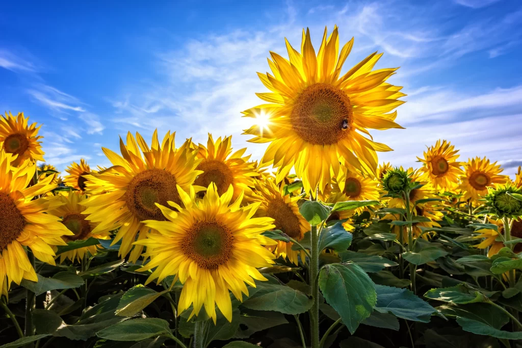 Sunflower Yellow Green gray Blue