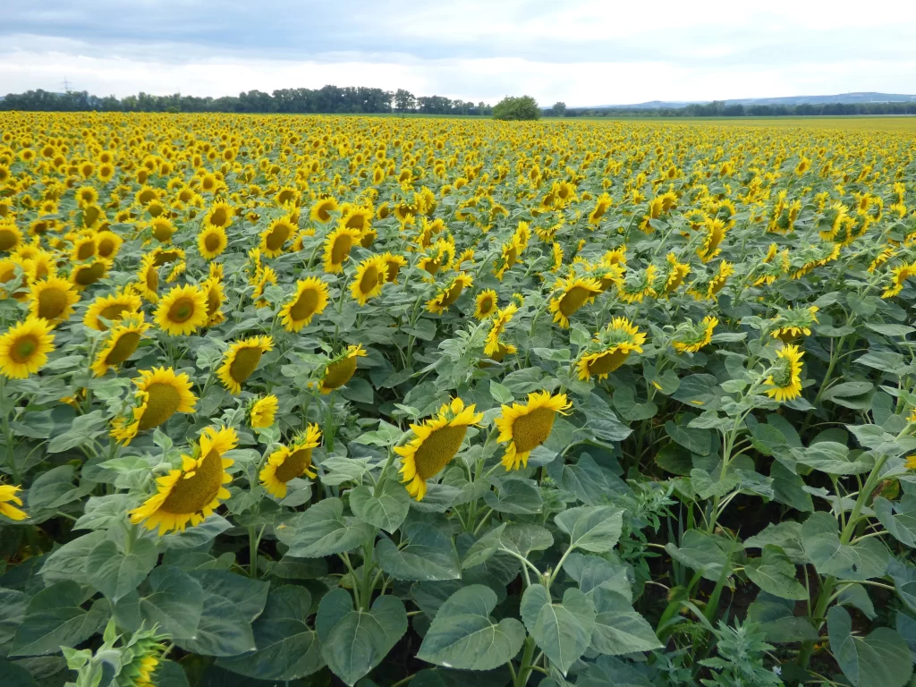 Sunflower Yellow Green Leaf Blue warm Sky