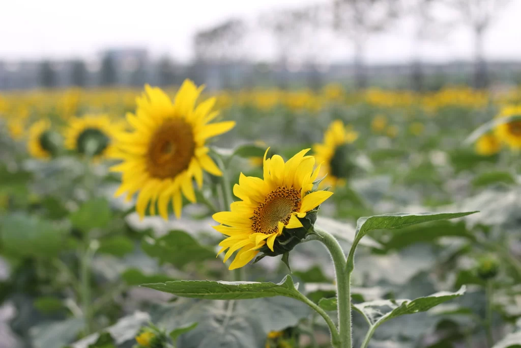 Sunflower Yellow Green Leaf warm Field
