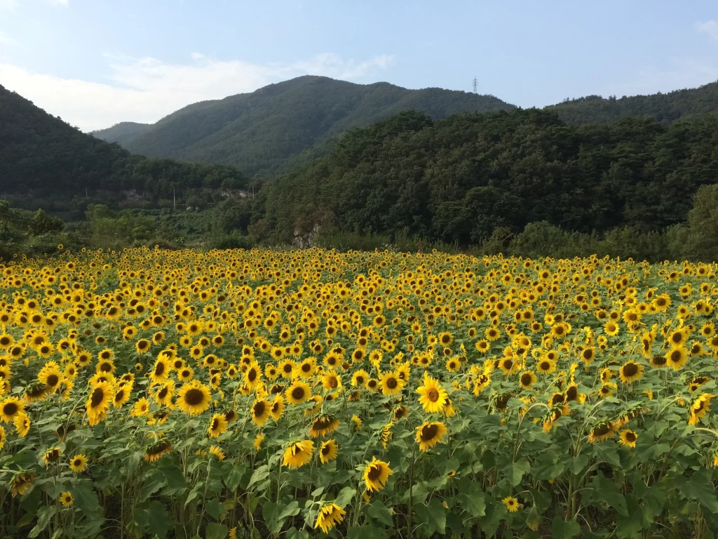 Sunflower Yellow Green Leaf Blue Sky Mountain