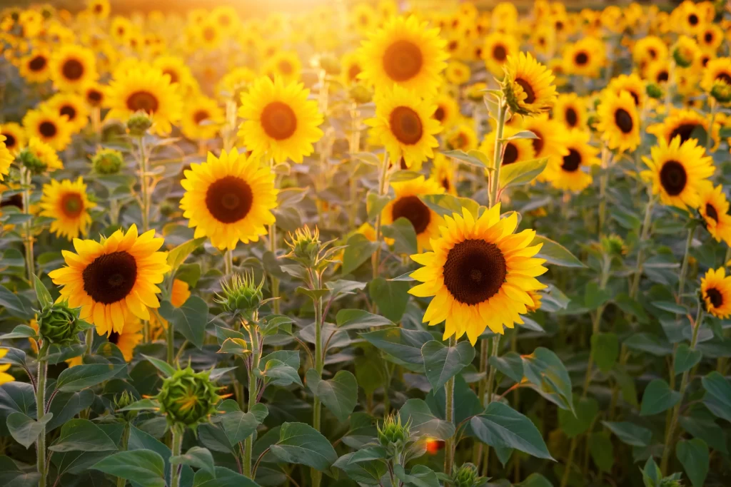 Sunflower Yellow Green Leaf Bright Sunlight