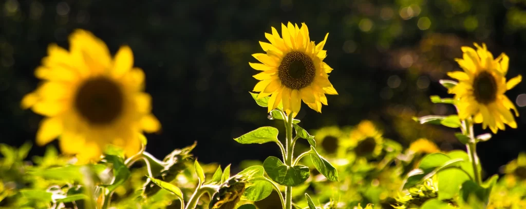 Sunflower Yellow Green Leaf warm Nature