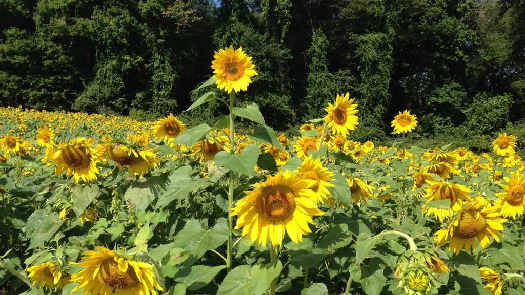 Sunflower Yellow Green Leaf Forest