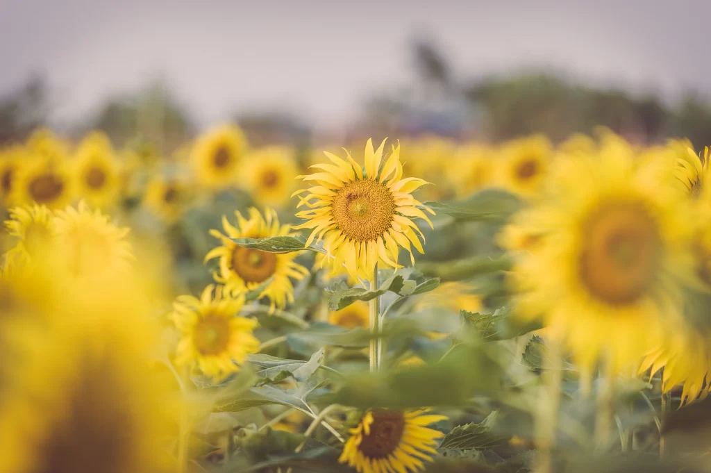 Sunflower Yellow Green Leaf warm Field