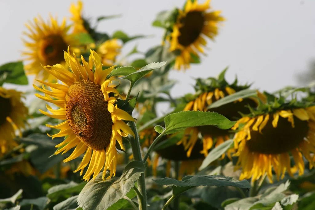 Sunflower Yellow Green Leaf Blue warm Sky