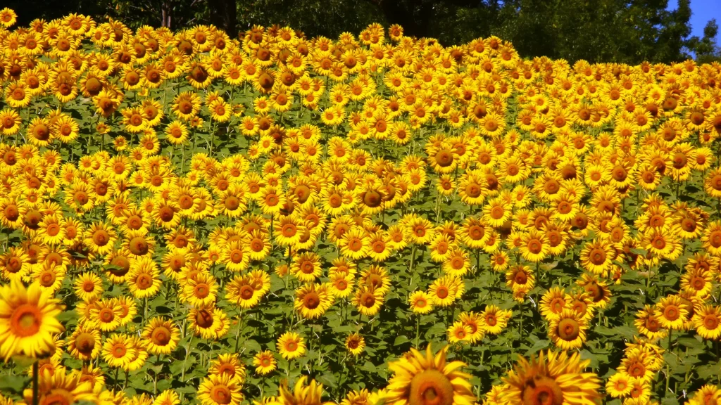 Sunflower Yellow Green Leaf Blue warm Sky