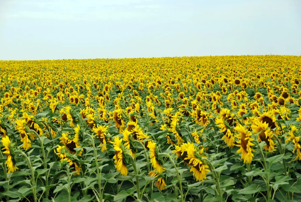 Sunflower Yellow Green Leaf Blue warm Sky