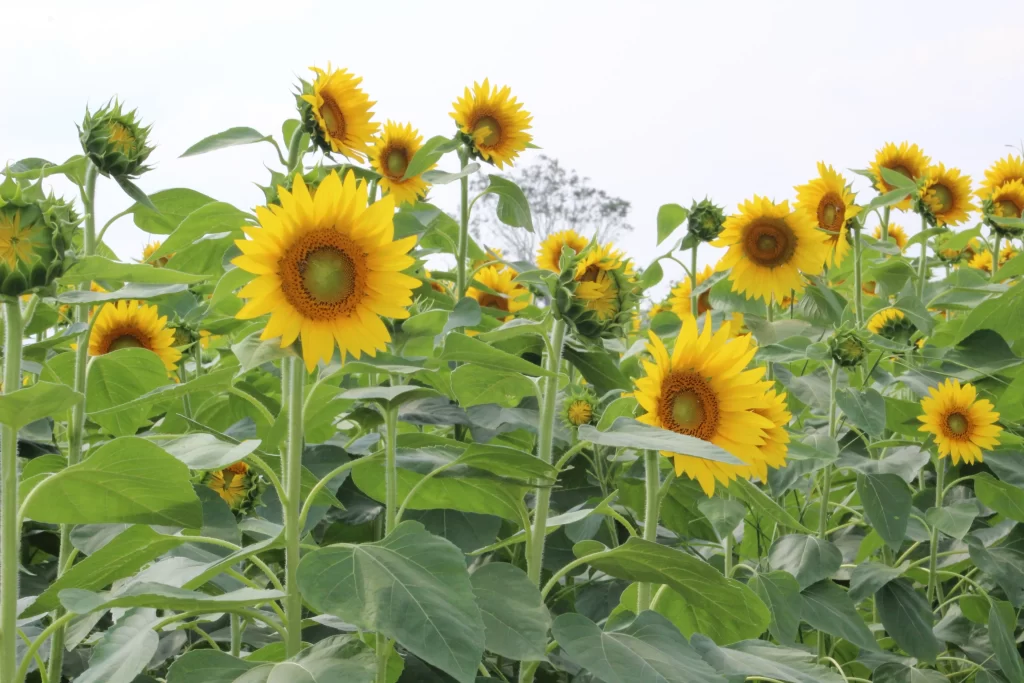 Sunflower Yellow Green Leaf Blue warm Sky