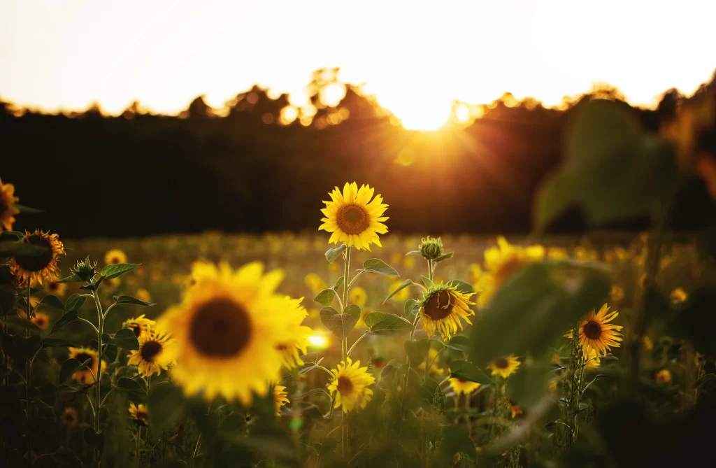 Sunflower Yellow Green Leaf Orange Sun